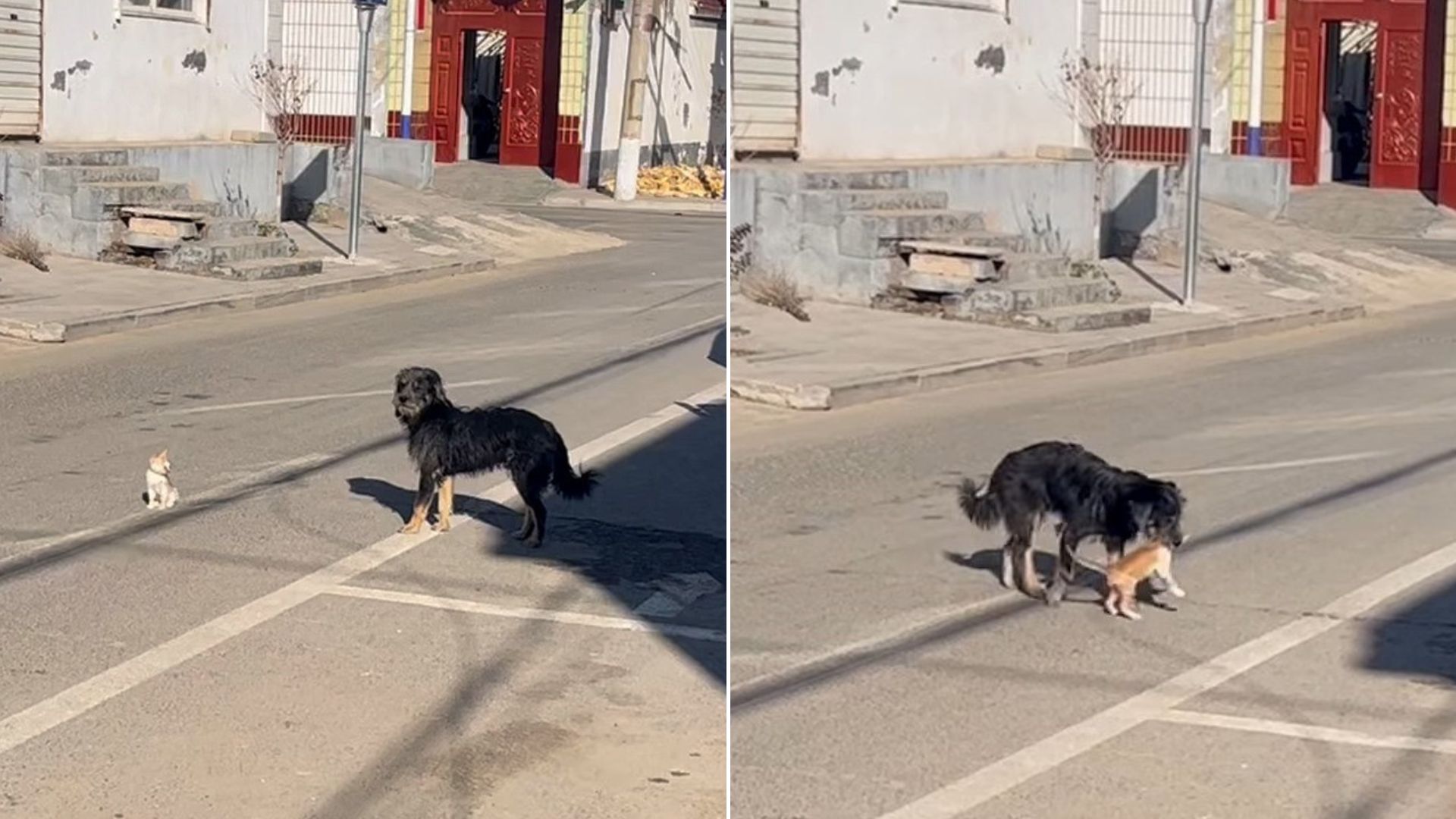 dog and kitten