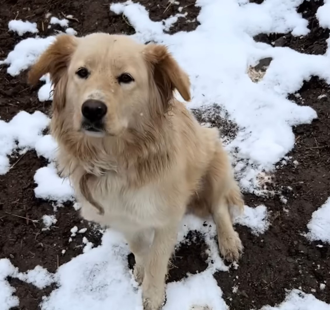 Labrador sitting in the snow