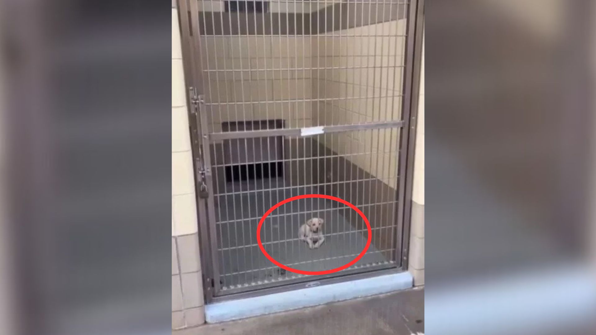 Lonely 7-Weeks-Old Puppy Just Sits In Confusion Behind Bars