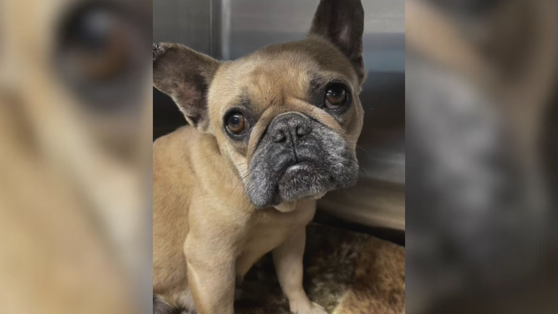 Heartbroken Dog Mom Who Lost All Her Puppies Gets A Second Chance Thanks To California Rescuers