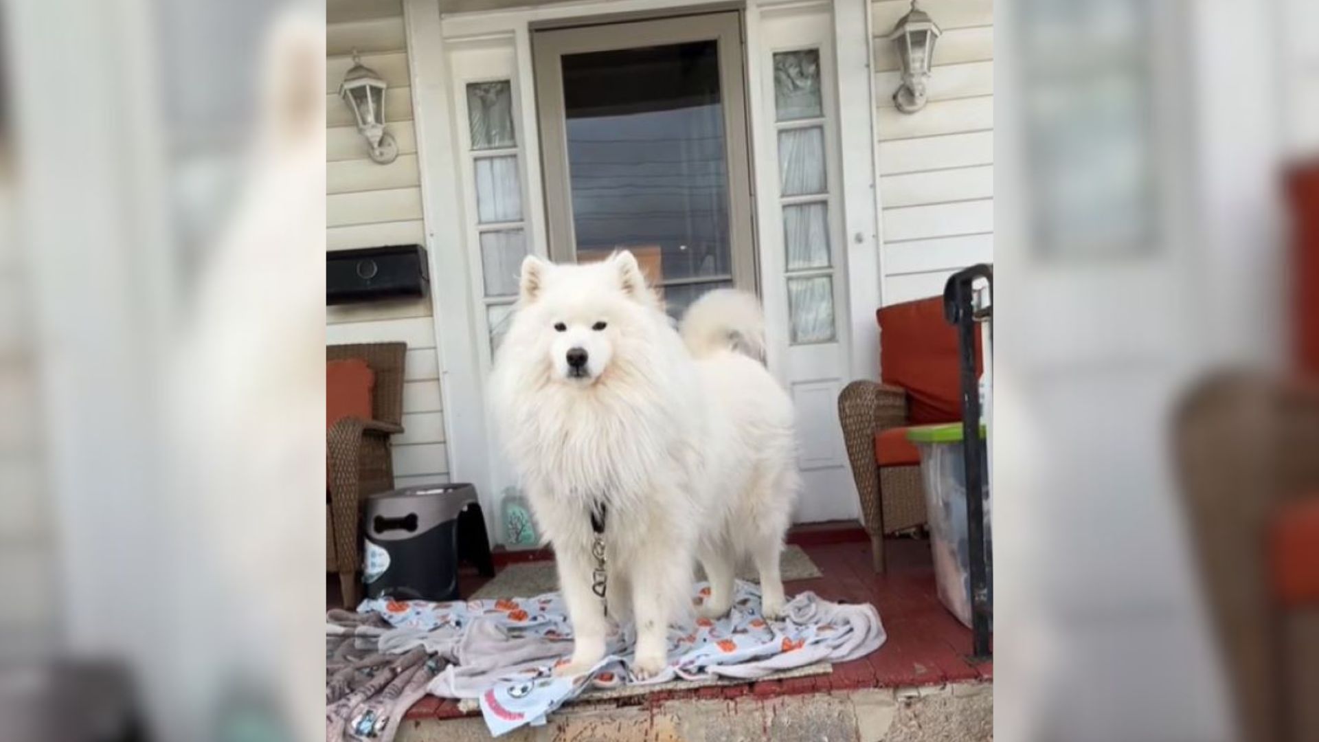 white dog in front of the house