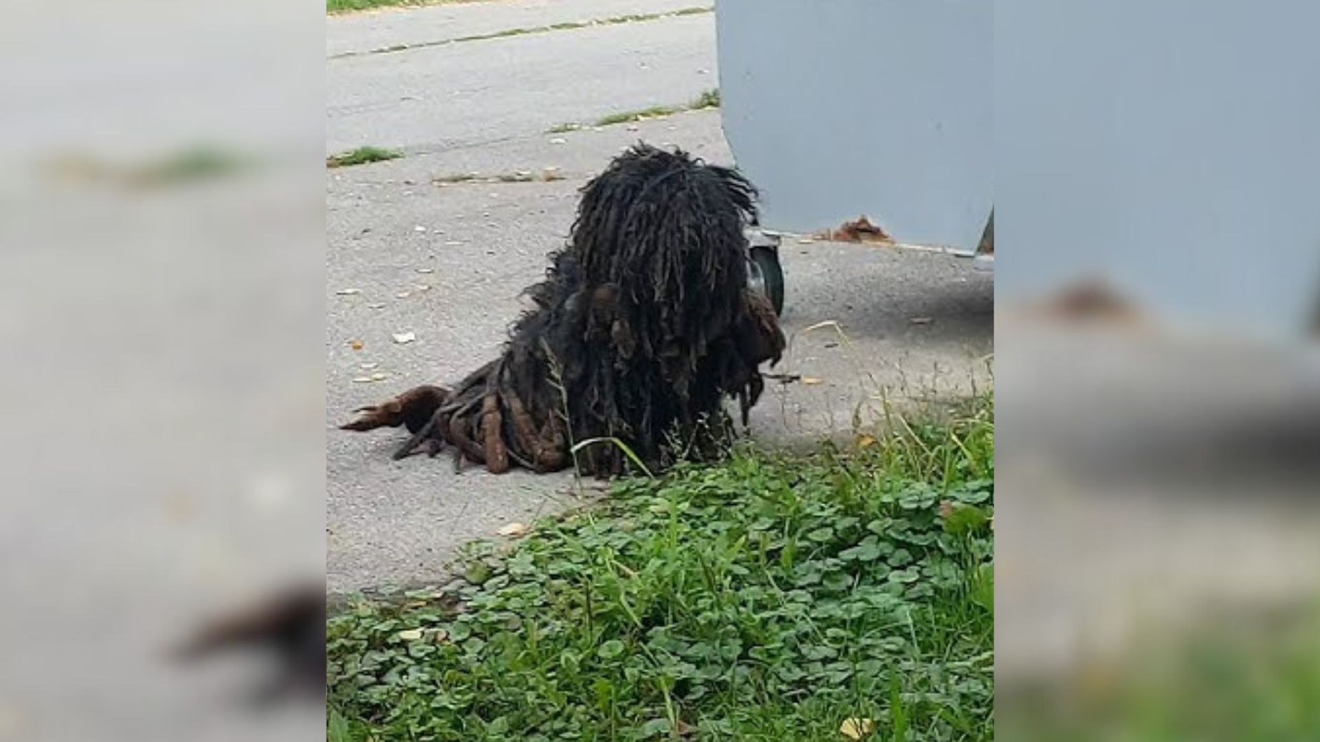 dog with long fur