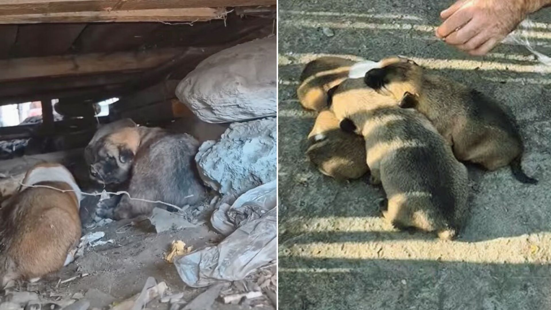 man found abandoned puppies