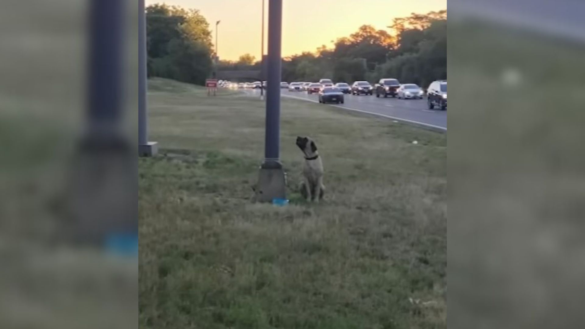 pup tied to a pole