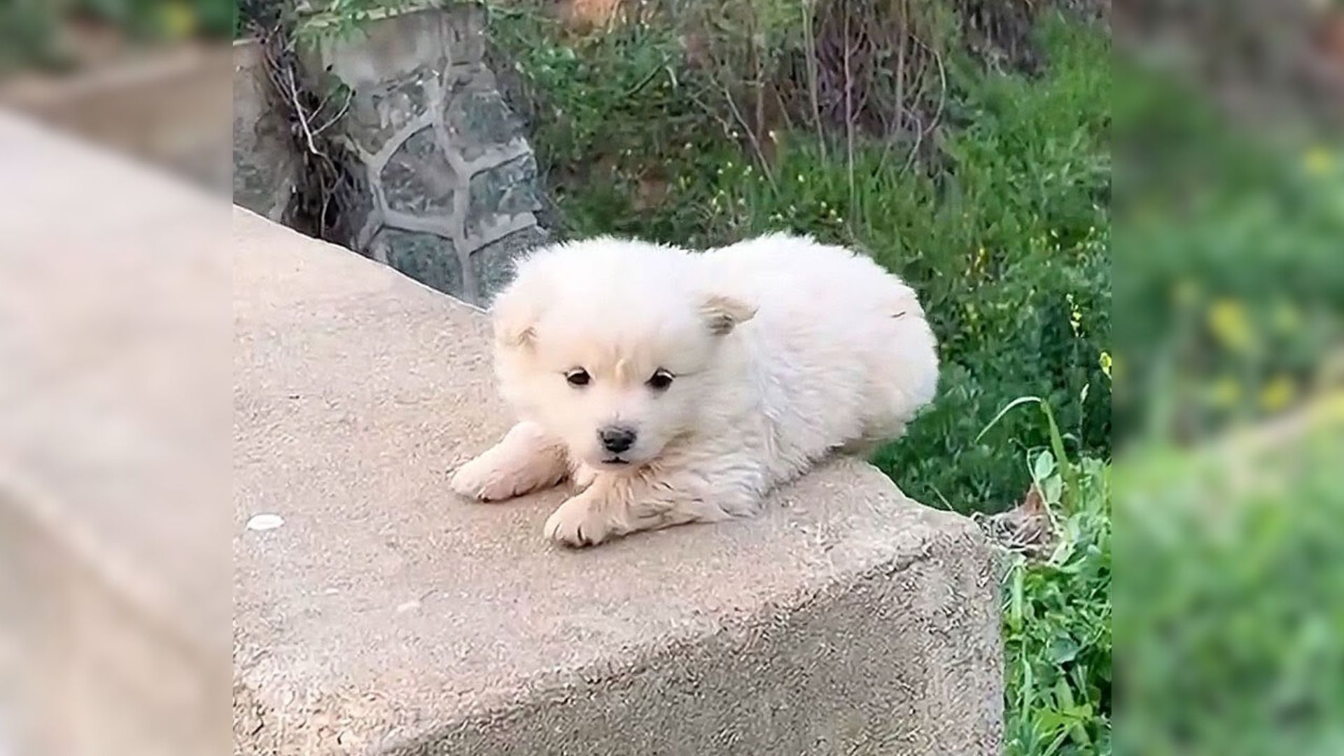 little stray puppy on a bridge pier