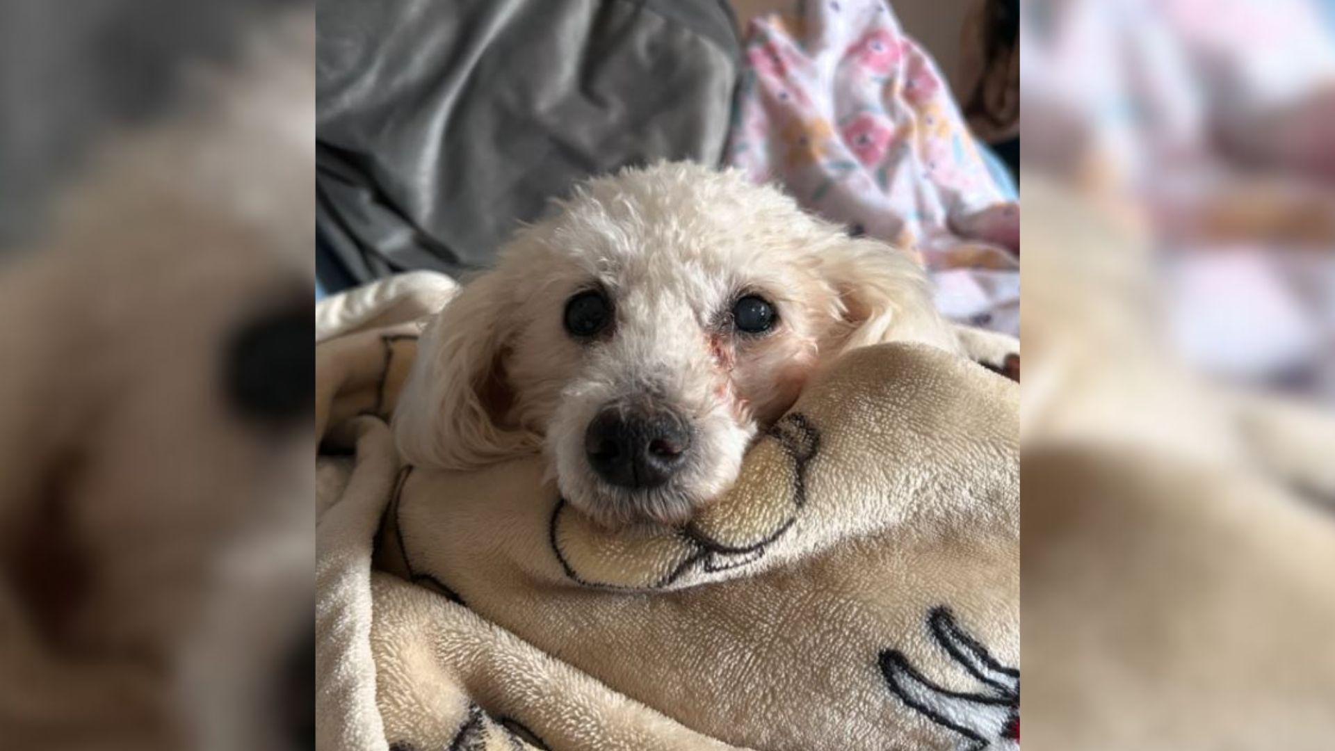 poodle on bed