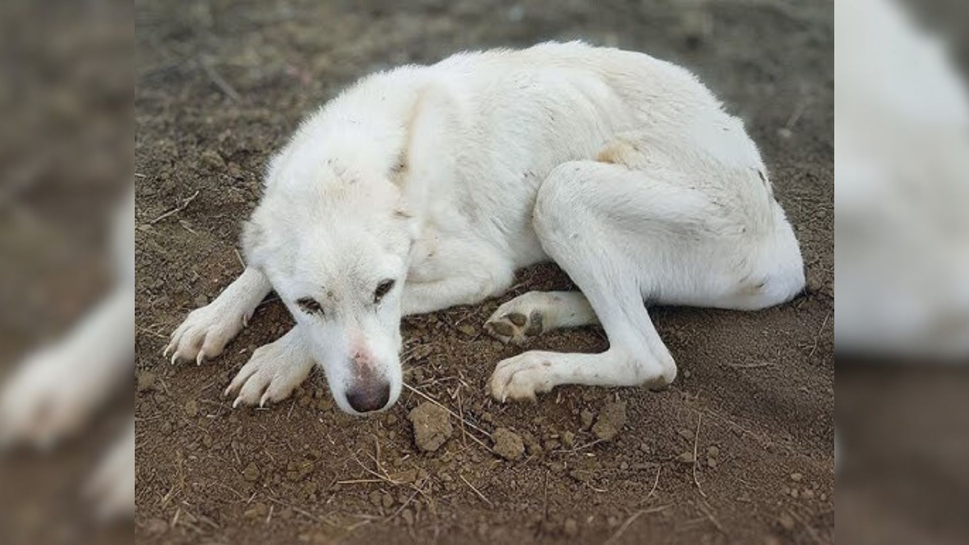 a sick dog lies on the ground