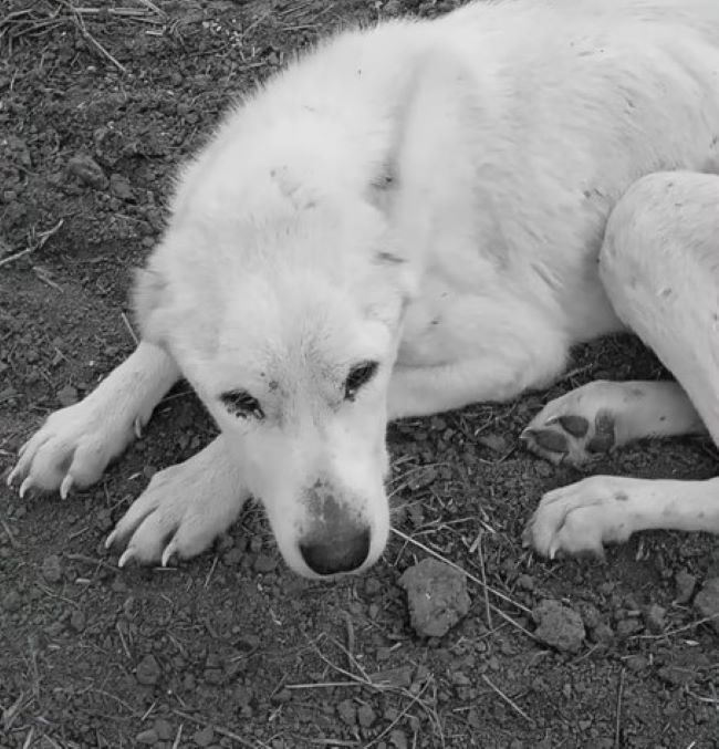 Motionless And Desperate Mama Dog Was Lying On The Ground