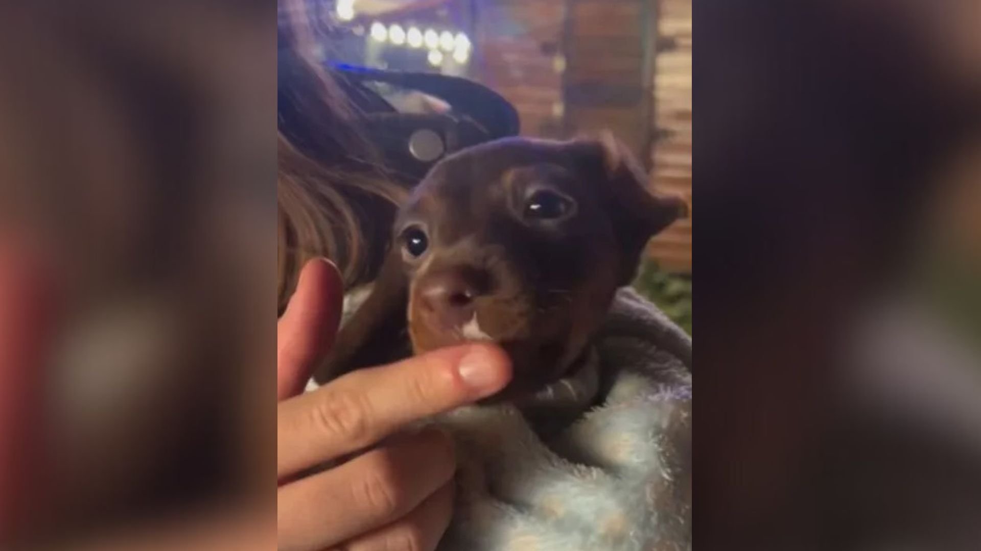 No One Wanted This Dachshund Puppy Because Of A Heartbreaking Event From His Early Puppyhood