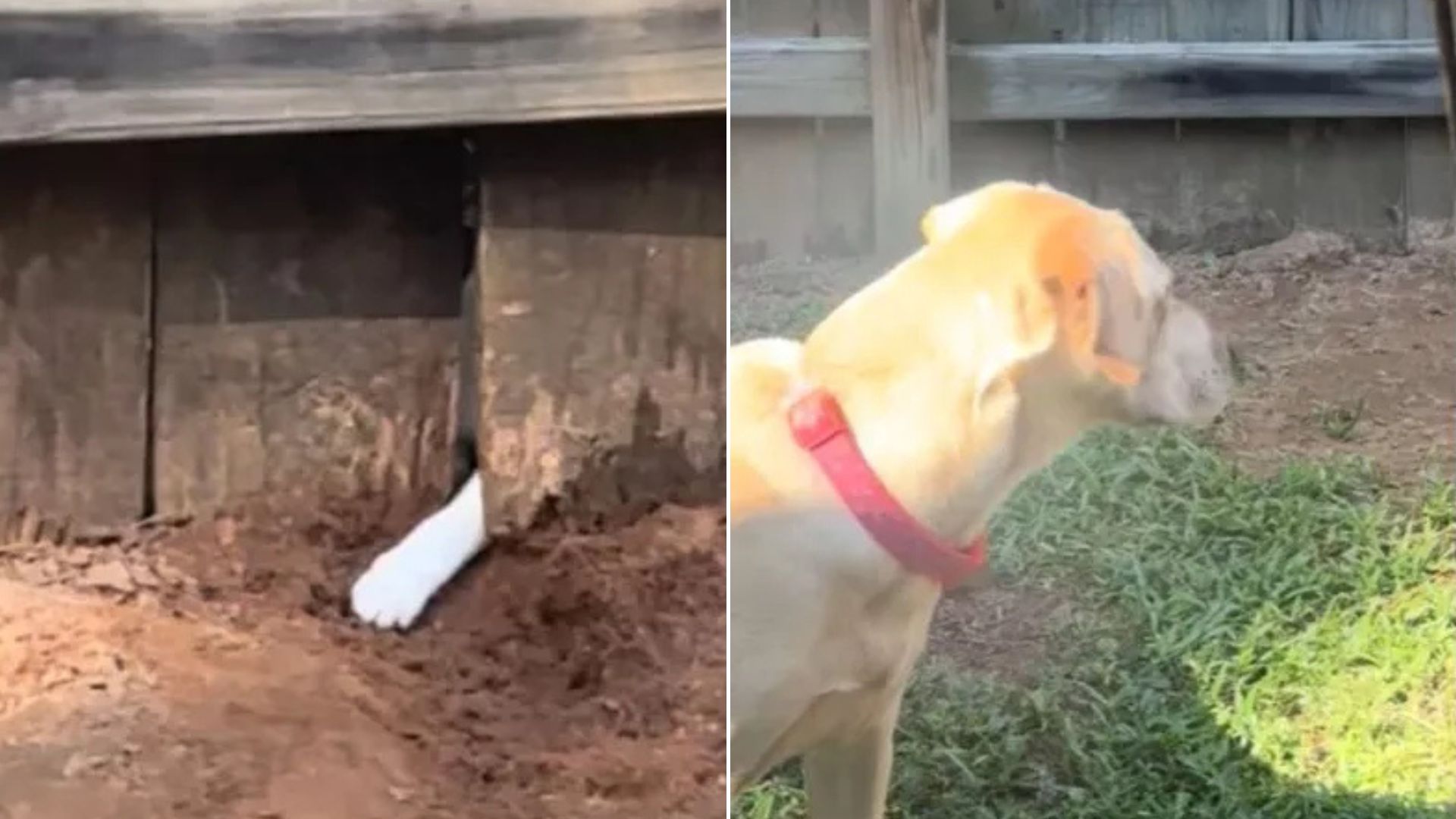 dog in garden