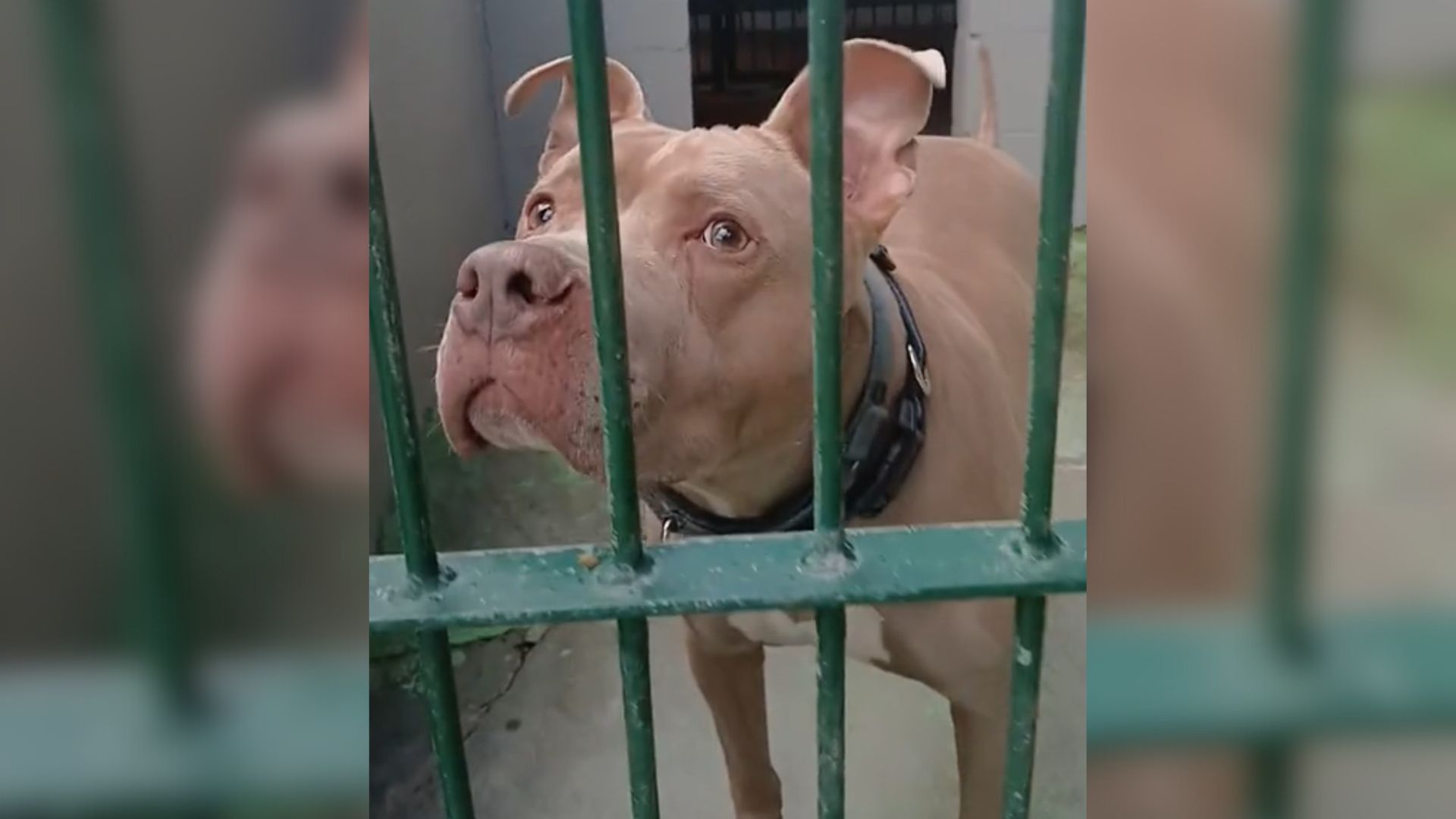 This Pup Was Heartbroken After Being Sent Back To Shelter In California Several Times