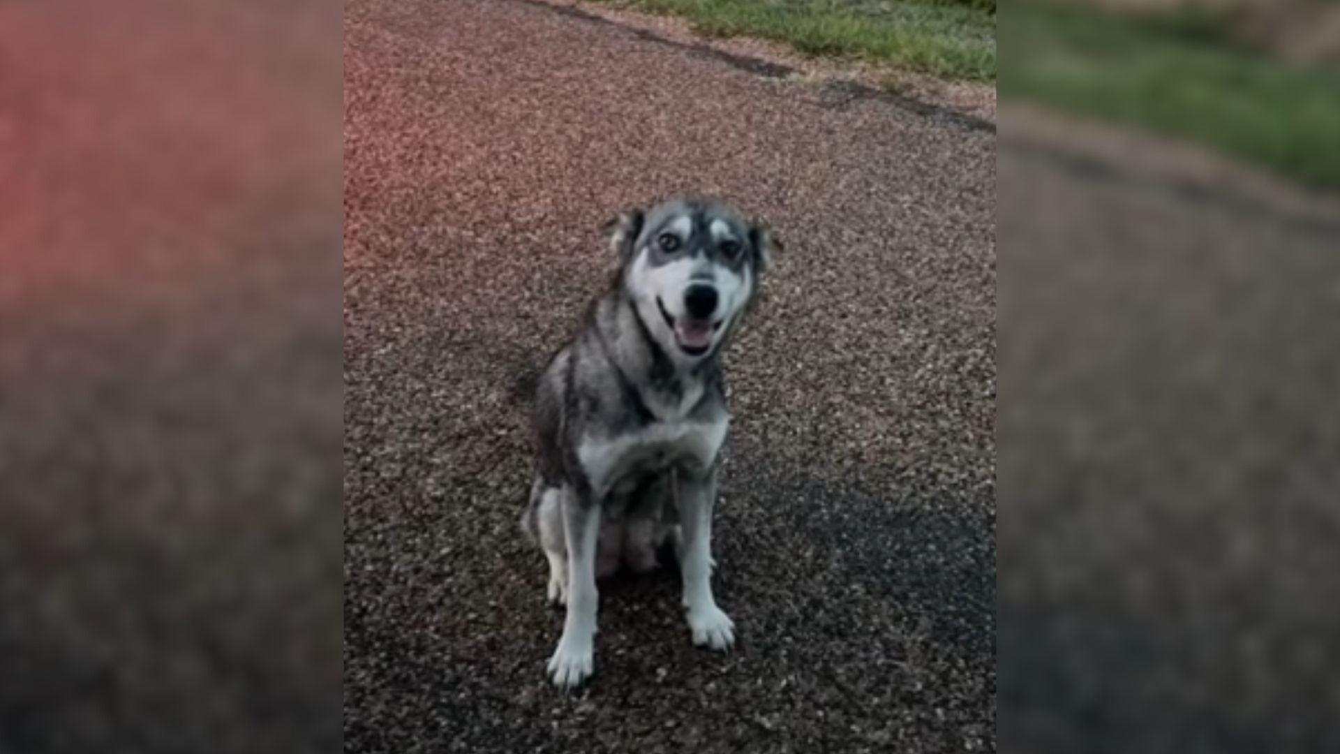 rescue puppy managed to get outdoor