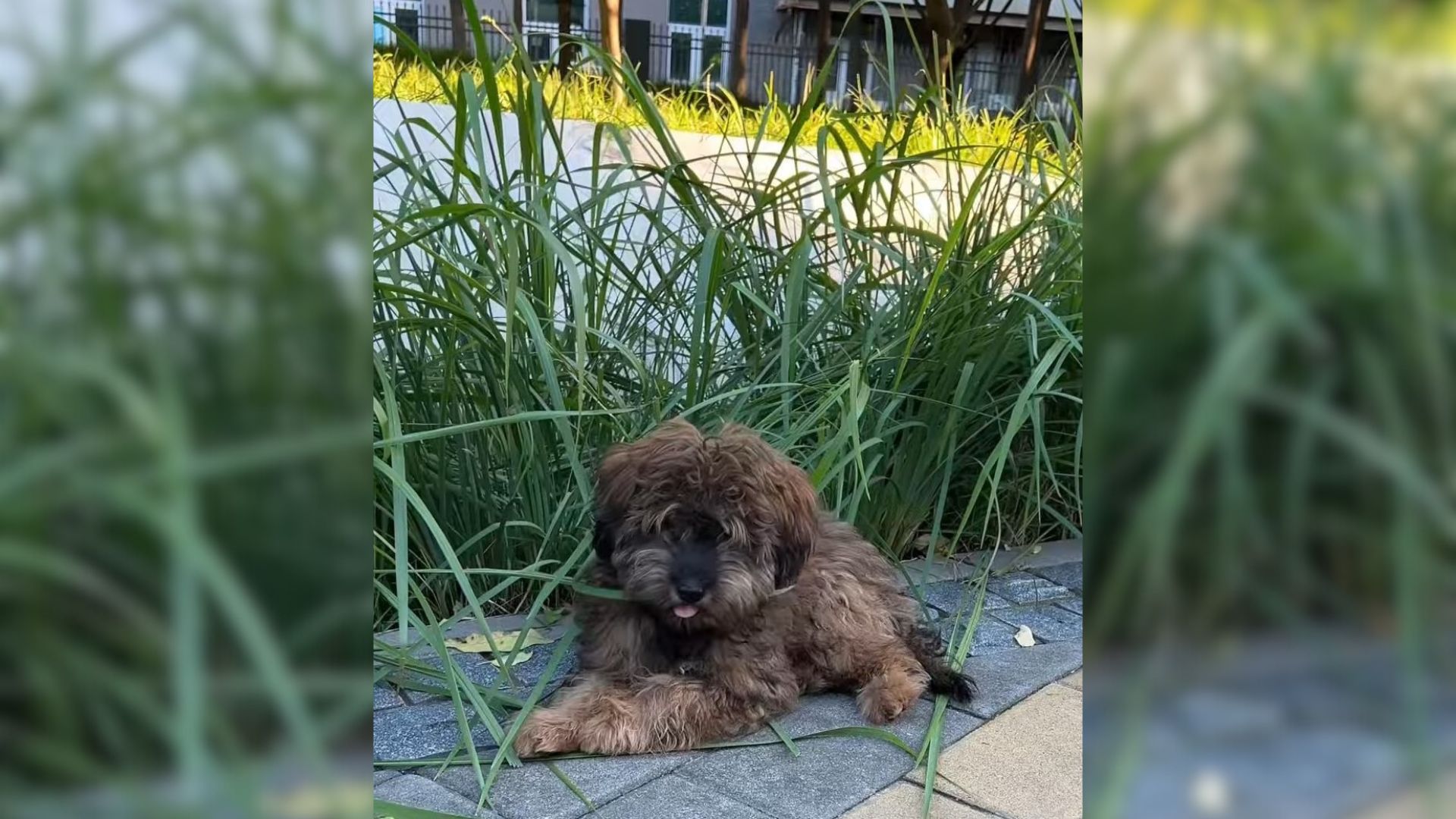 Rescuer Saw A Hungry Stray Dog Eating Grass To Survive