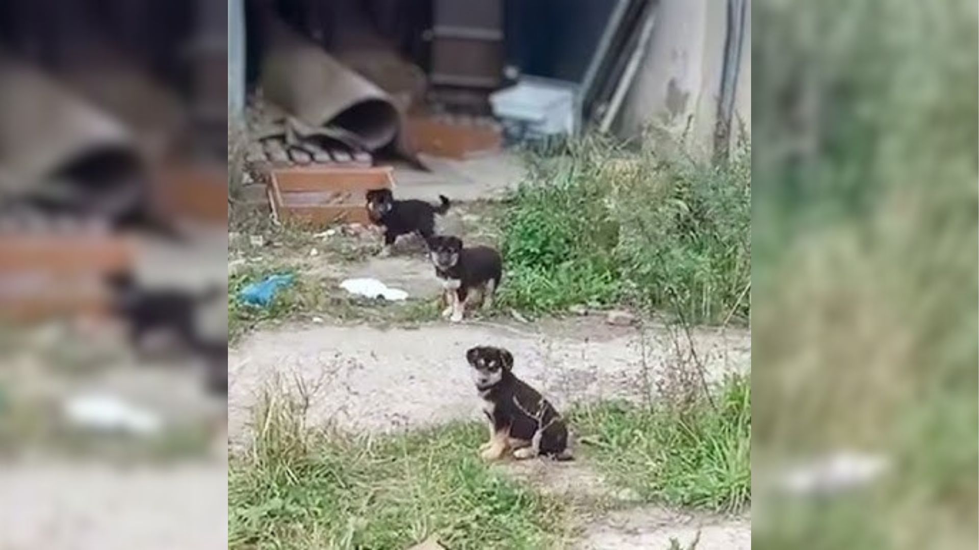 three black puppies