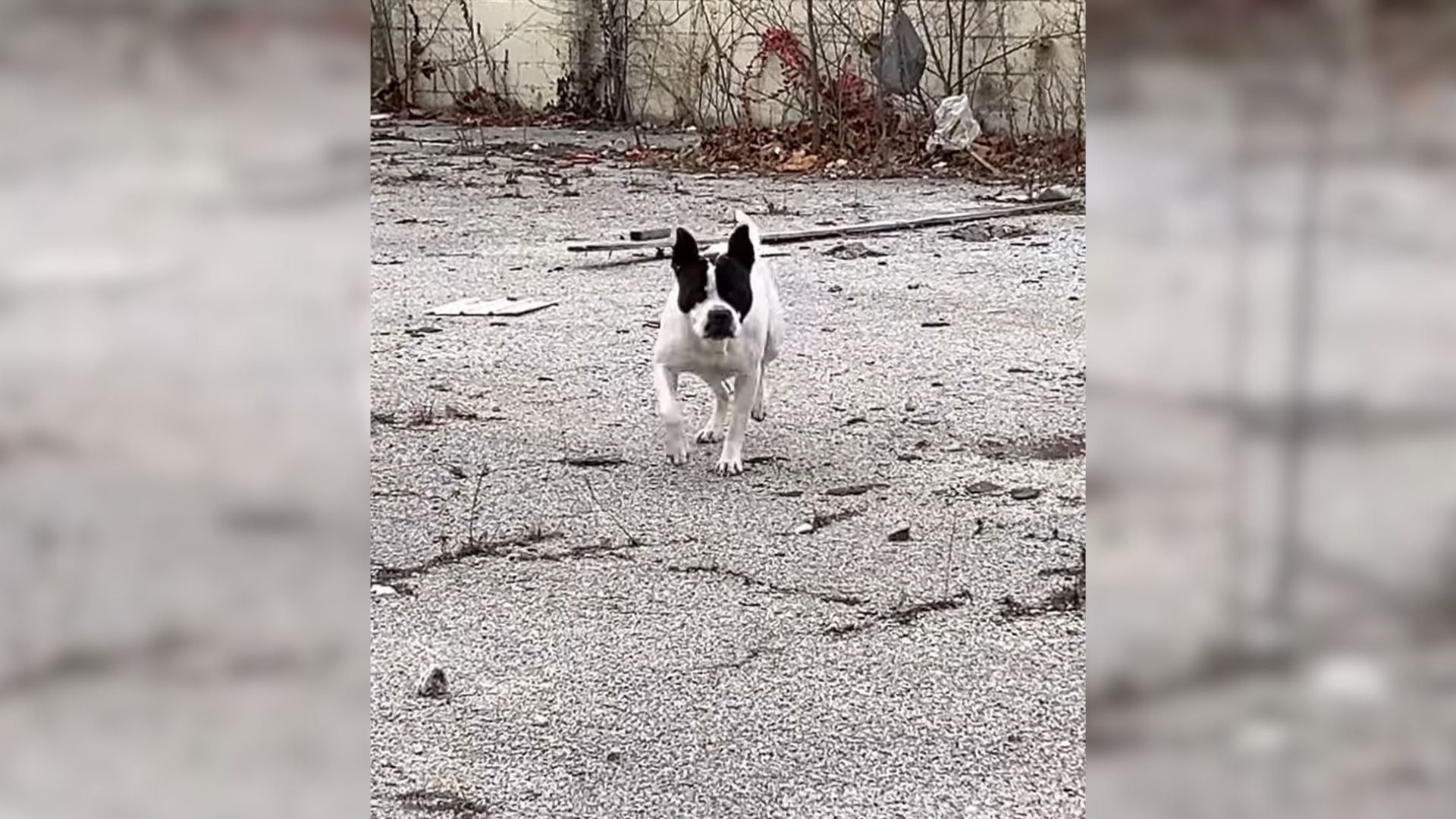 This Missouri Rescuer Befriends A Stray Dog, Then Changes His Life Forever