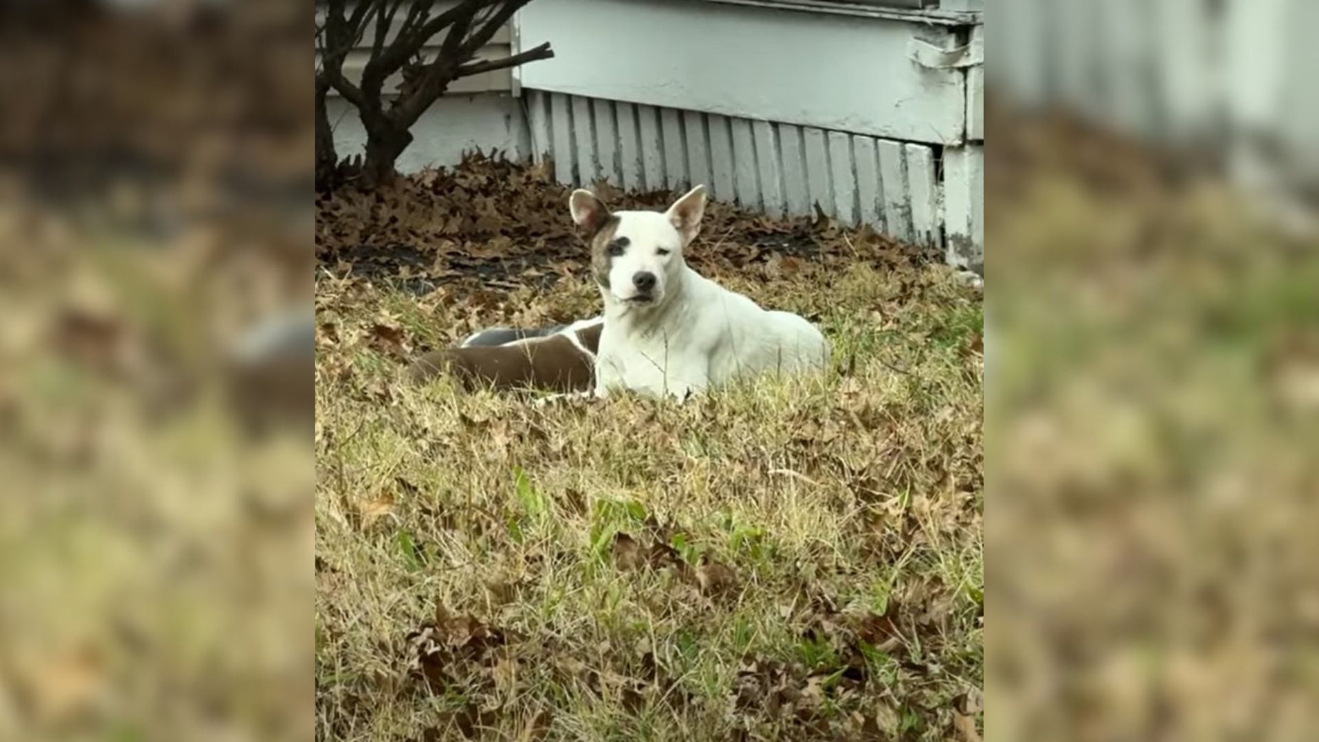 dog laying in garden