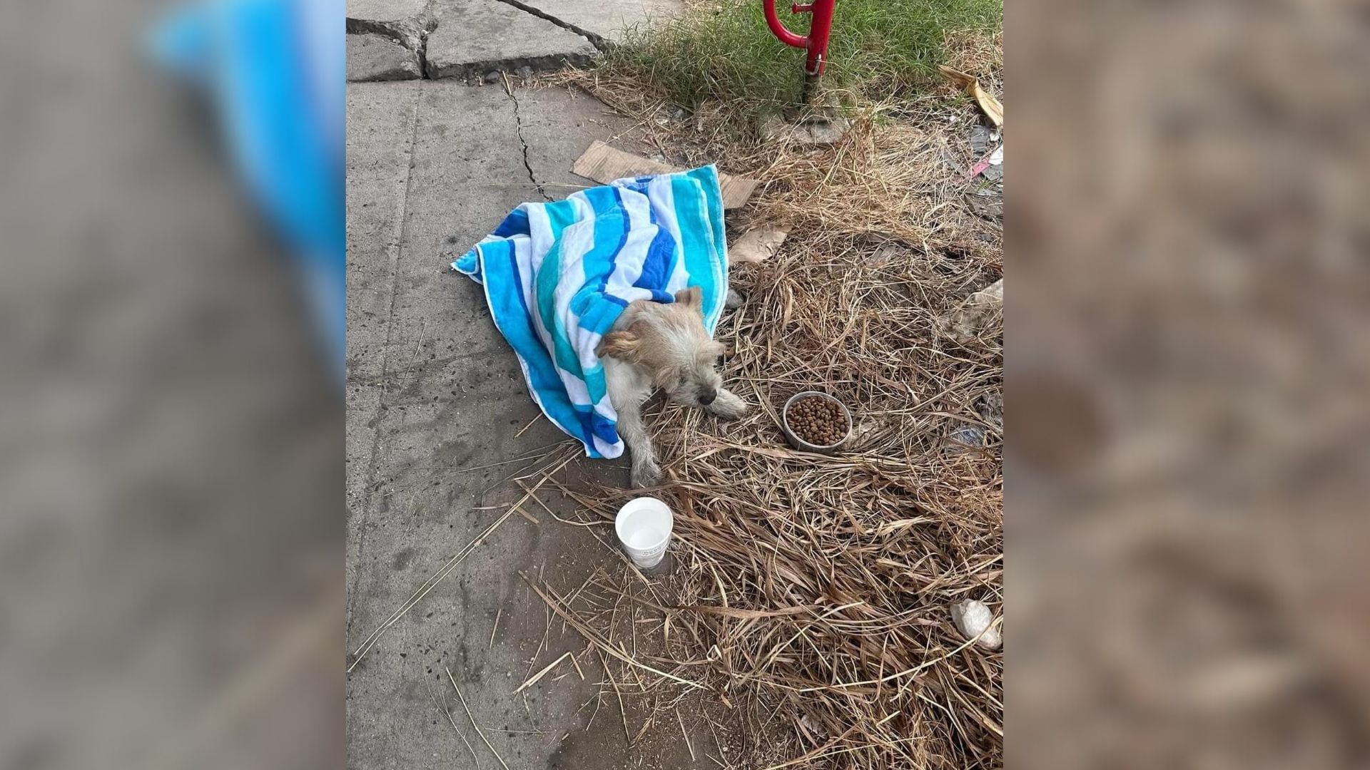 injured pup lying on the street