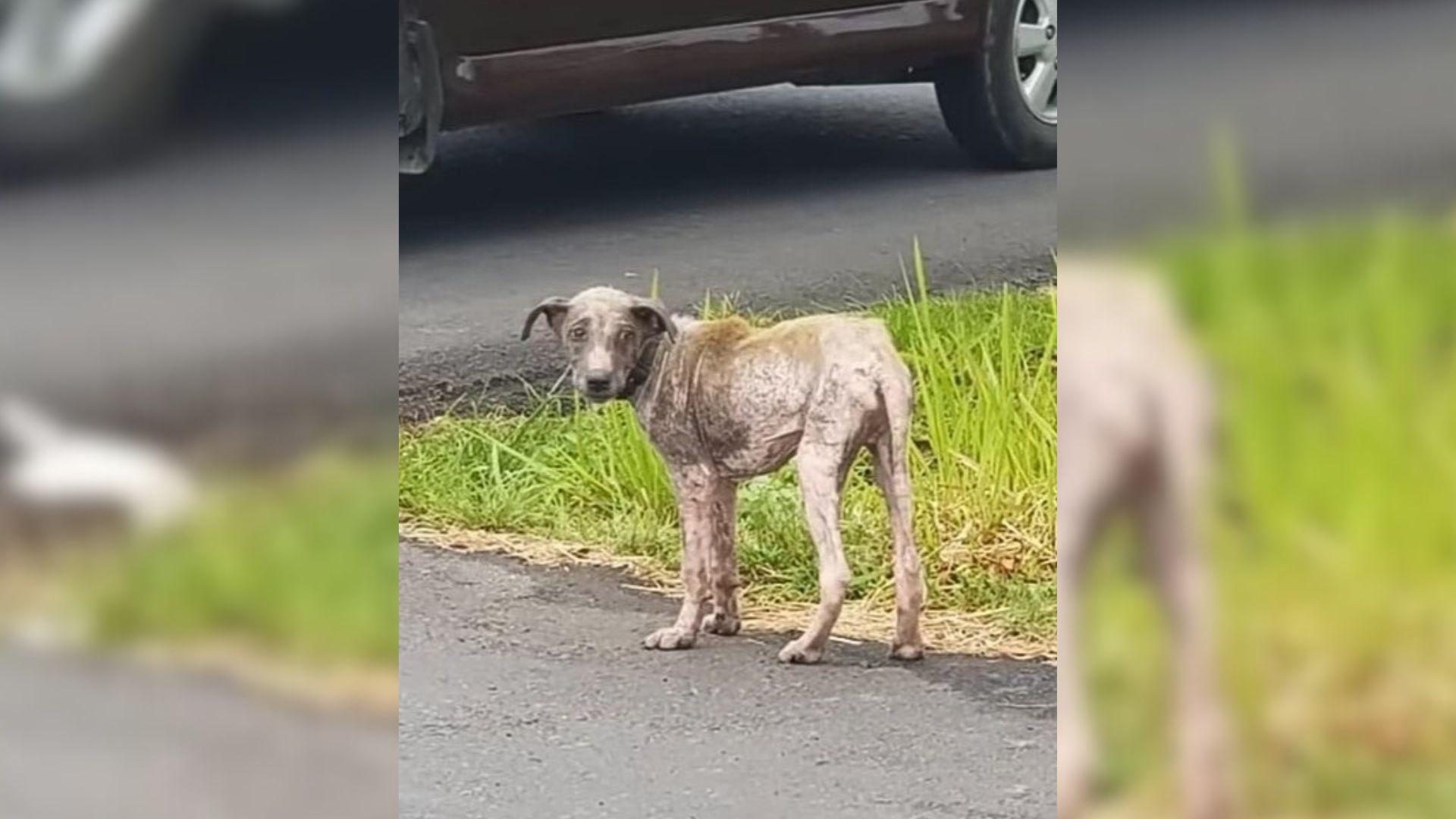 sad abandoned dog