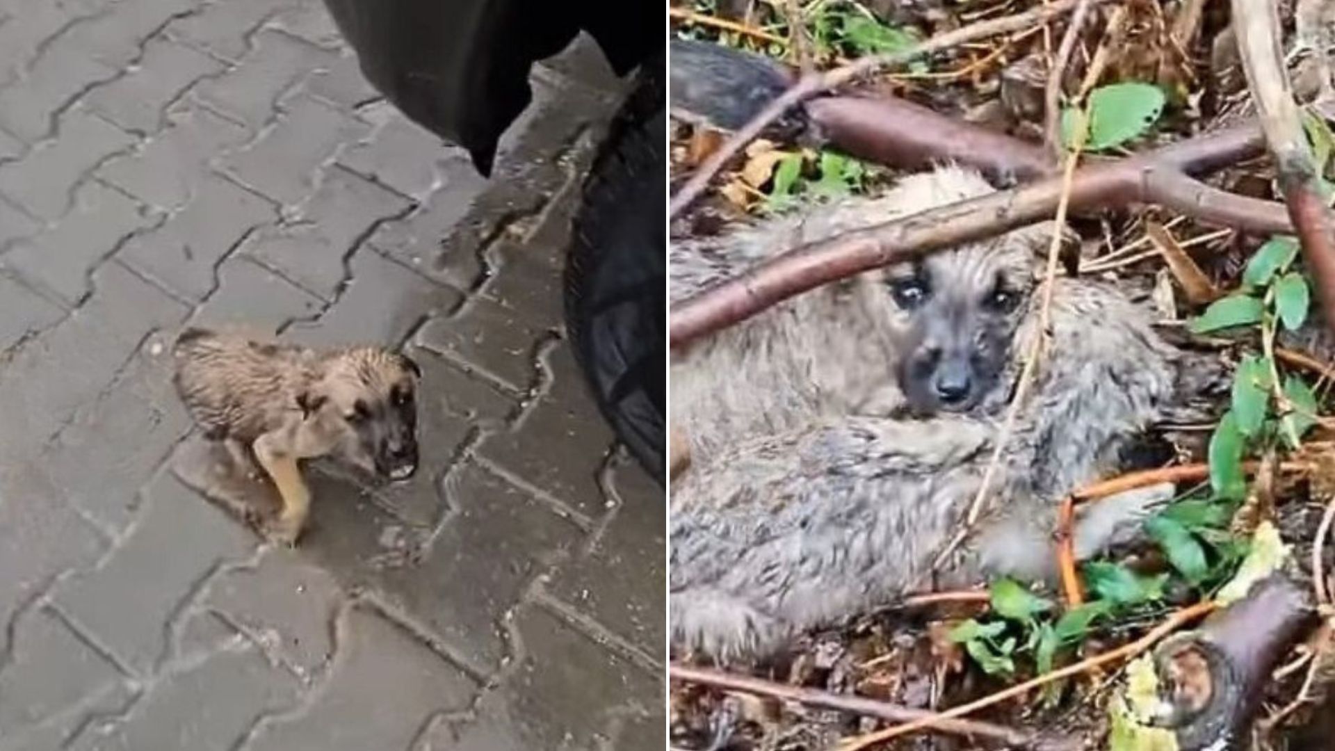 puppies left on rain