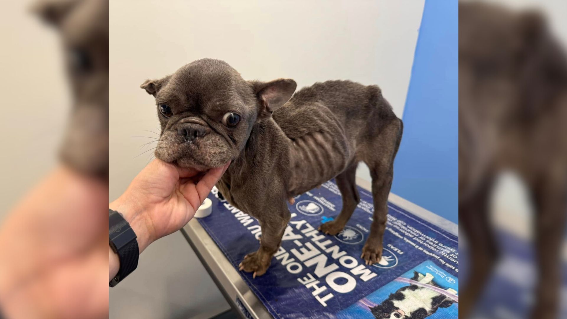 Frenchie Abandoned In Florida Park Faces Euthanasia As Shelter Has No Resources For His Treatment