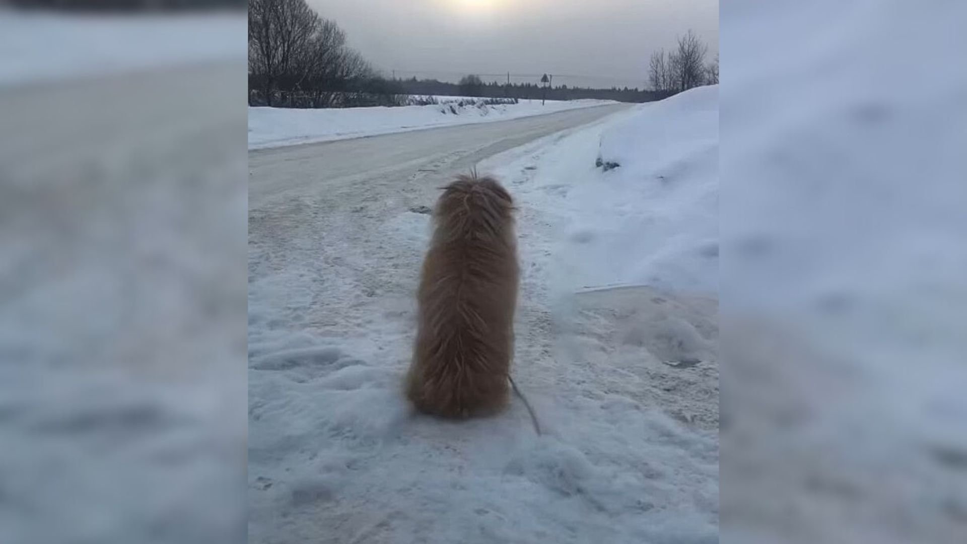 Sorrowful Dog Was Sitting In The Snow And Waiting For Her Owner