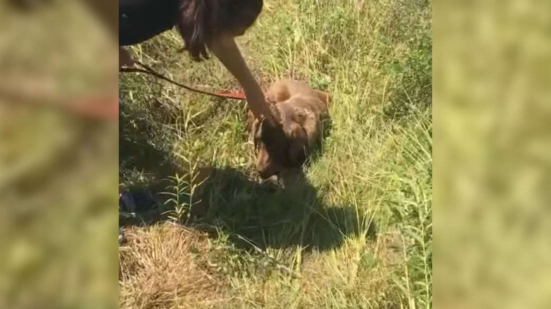 dog with his owner