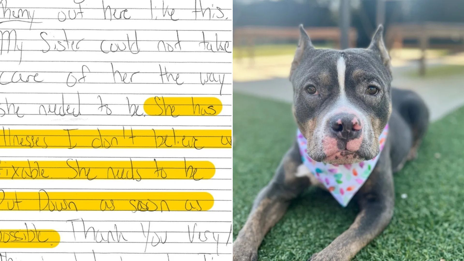 South Carolina Shelter Shocked To Find Abandoned Dog With A Note Saying She Should Be Euthanized