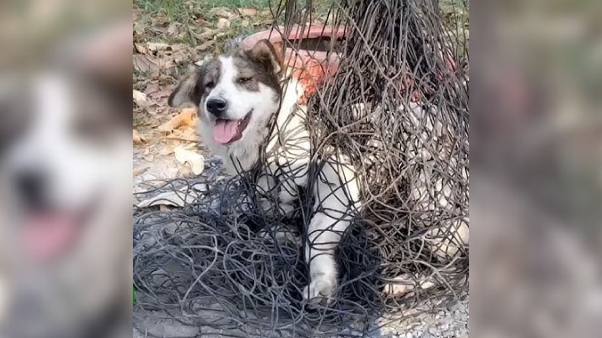 dog stuck in net