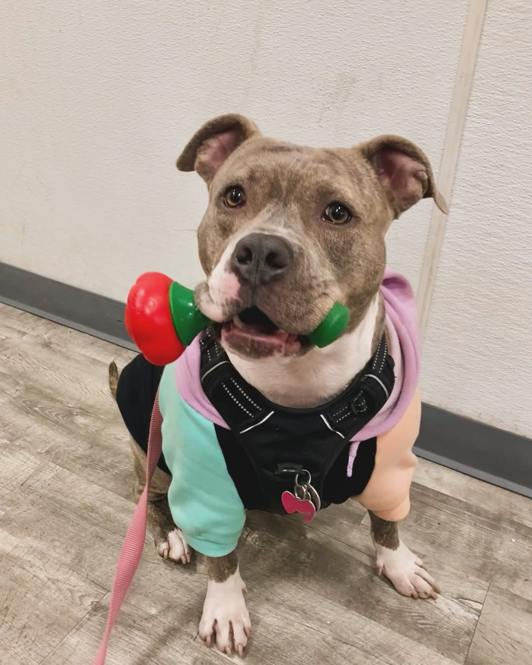 Sweet dog with clothes