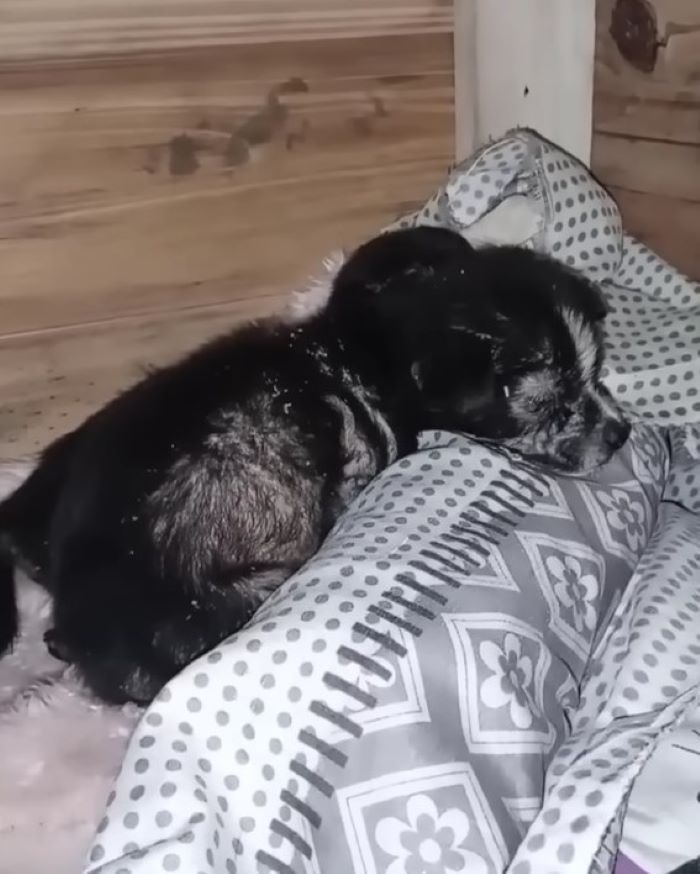 The black dog is sleeping on the bed