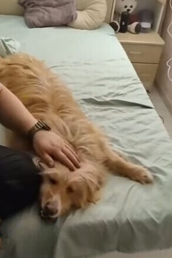 The dog enjoys being on the bed while the owner pet him