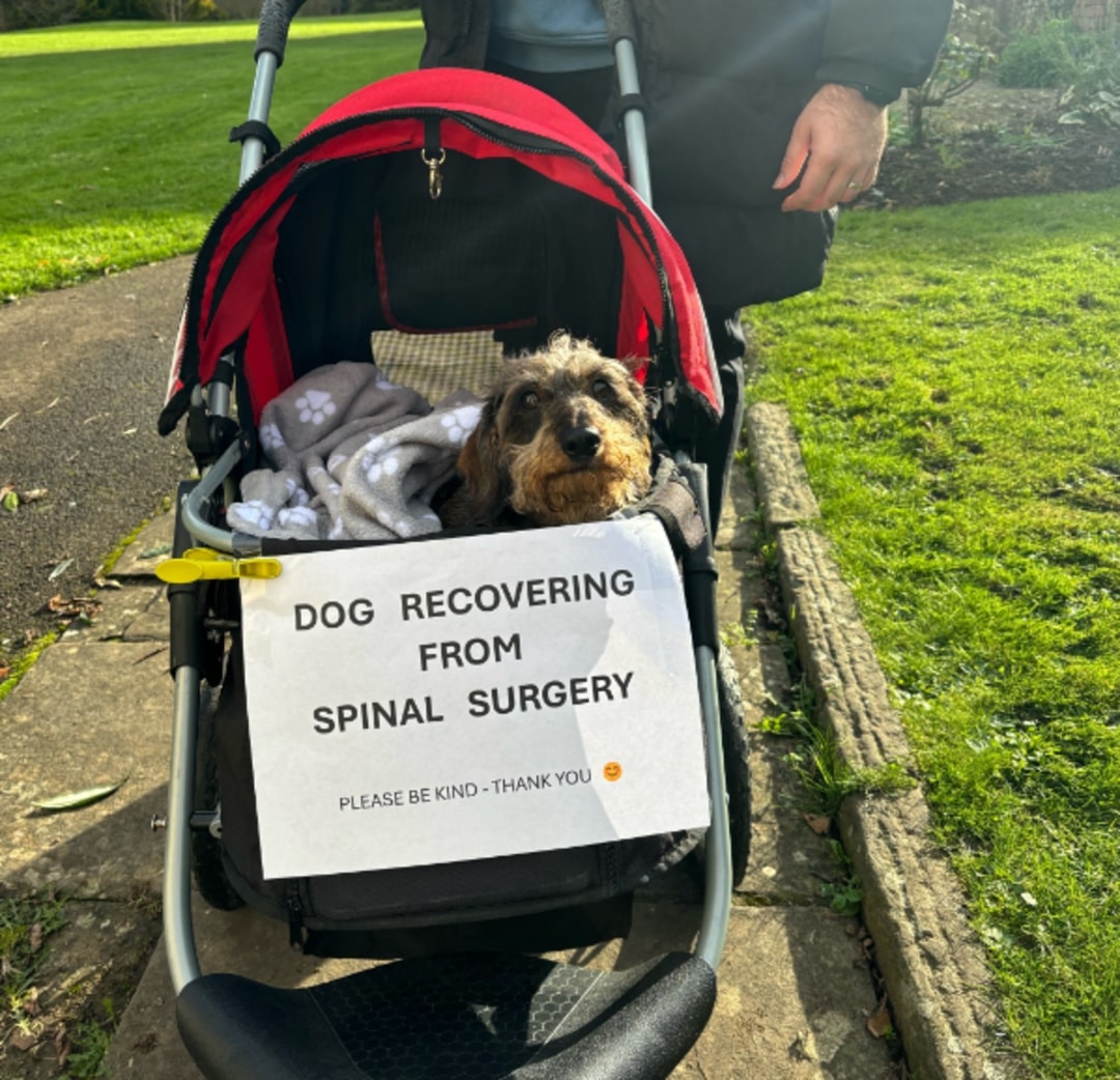 The dog is lying in the stroller