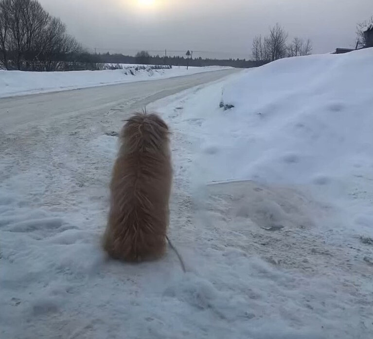 The dog is sitting in the snow waiting for its owner