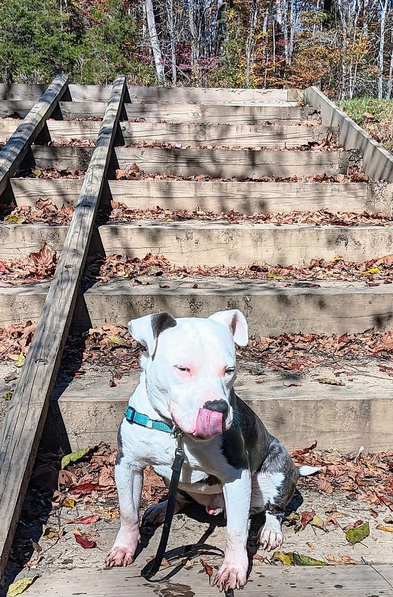 The dog is sitting on the wooden steps and licking itself