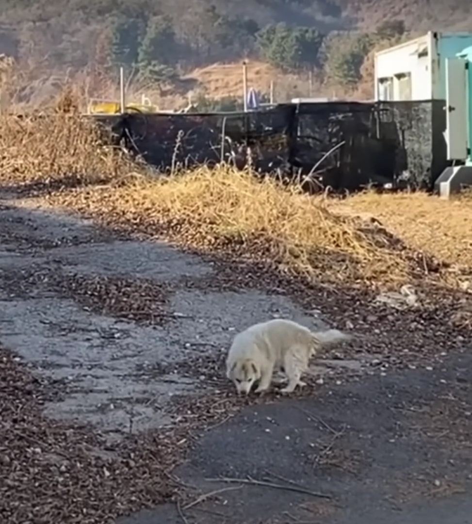 The dog is sniffing the road