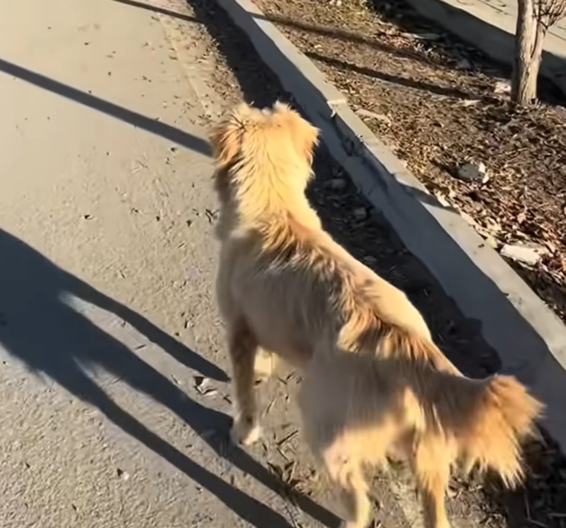 The dog is walking down the street