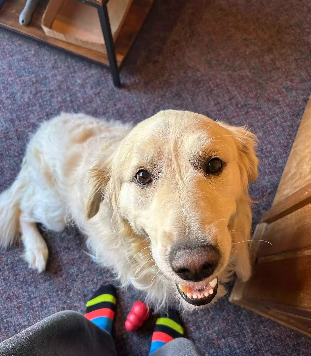 The dog sits and looks at the owner