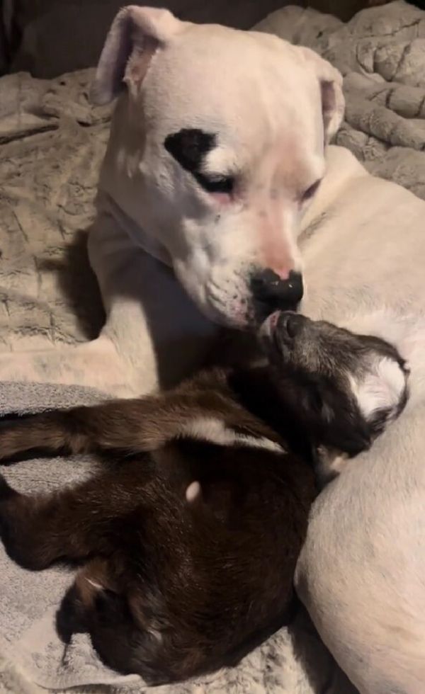 The dog sniffs the orphan goat