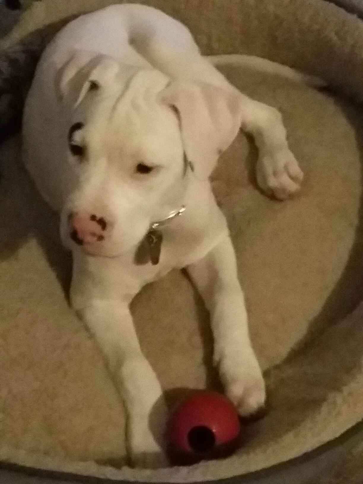 The white dog is lying on its pillow