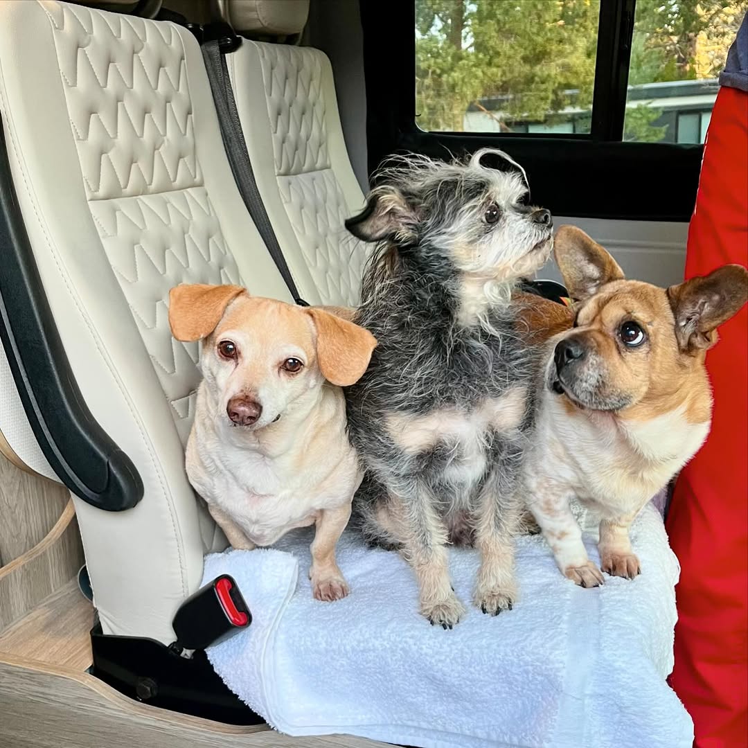 Three dogs in van