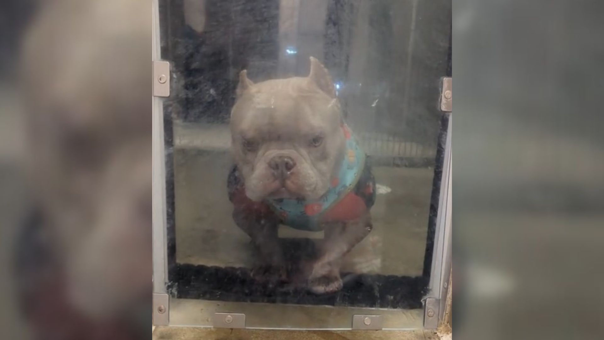 dog standing in shelter behind doggy door