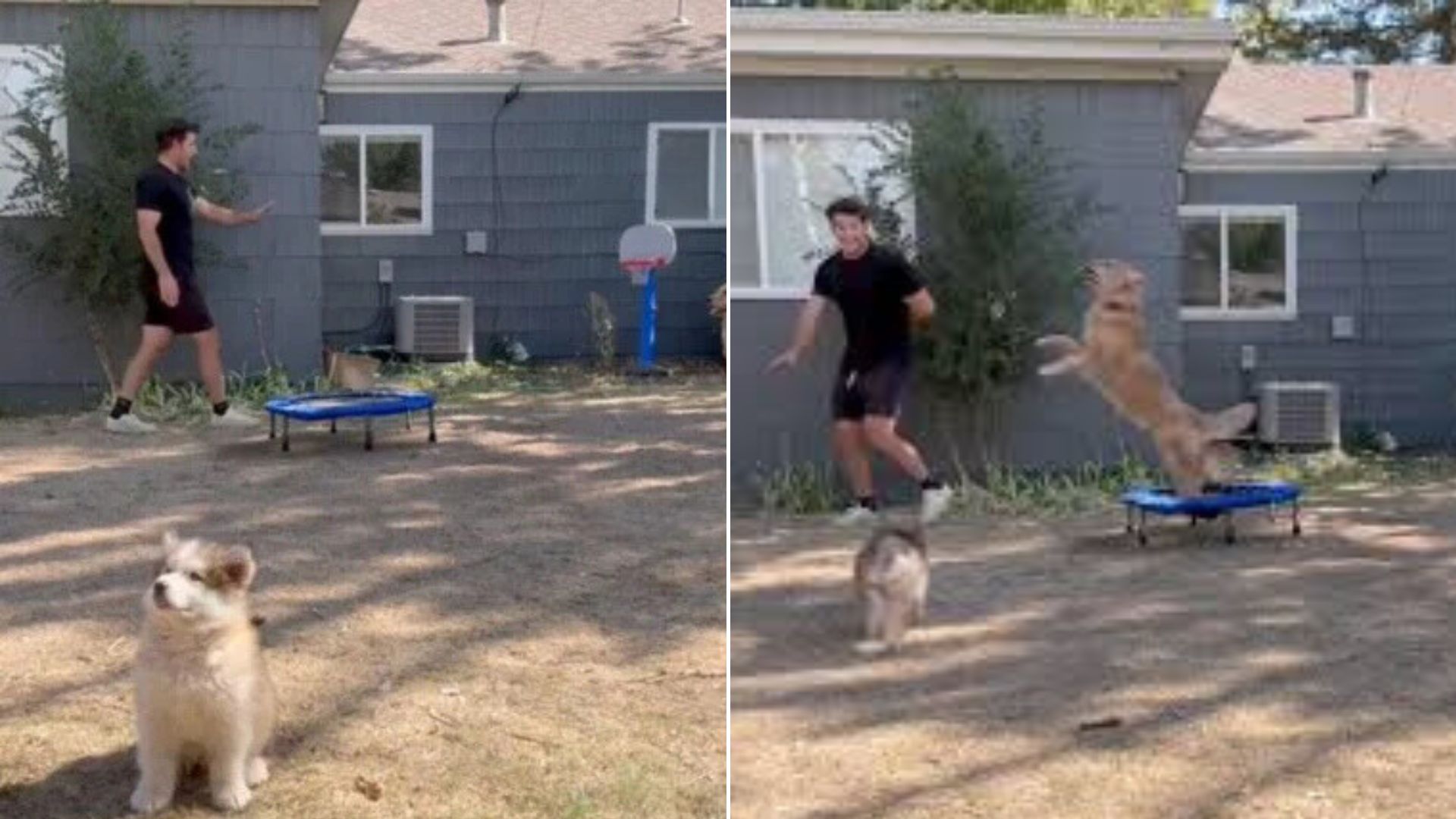 dog on trampoline