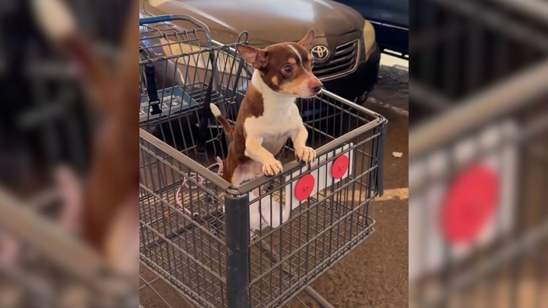 dog in a shopping cart