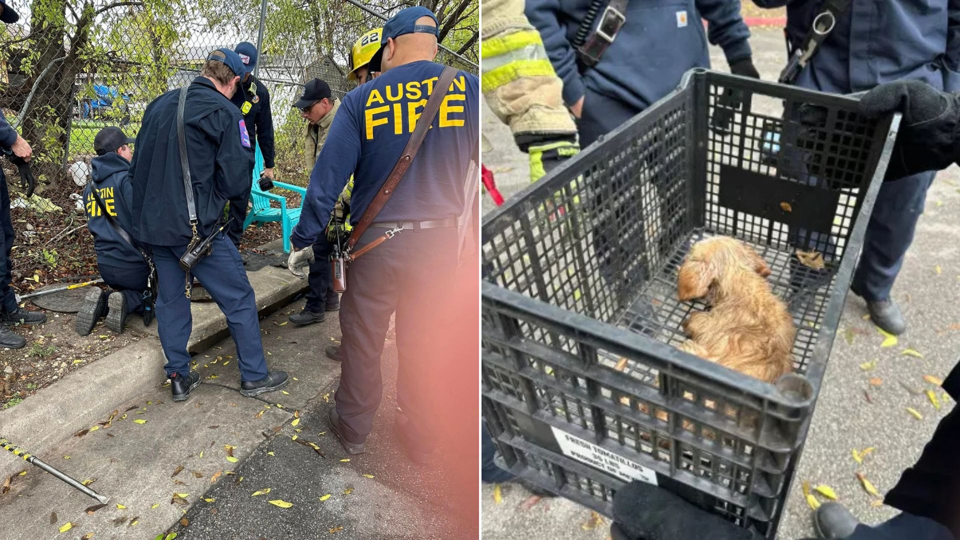 rescuers save dog from drain storm