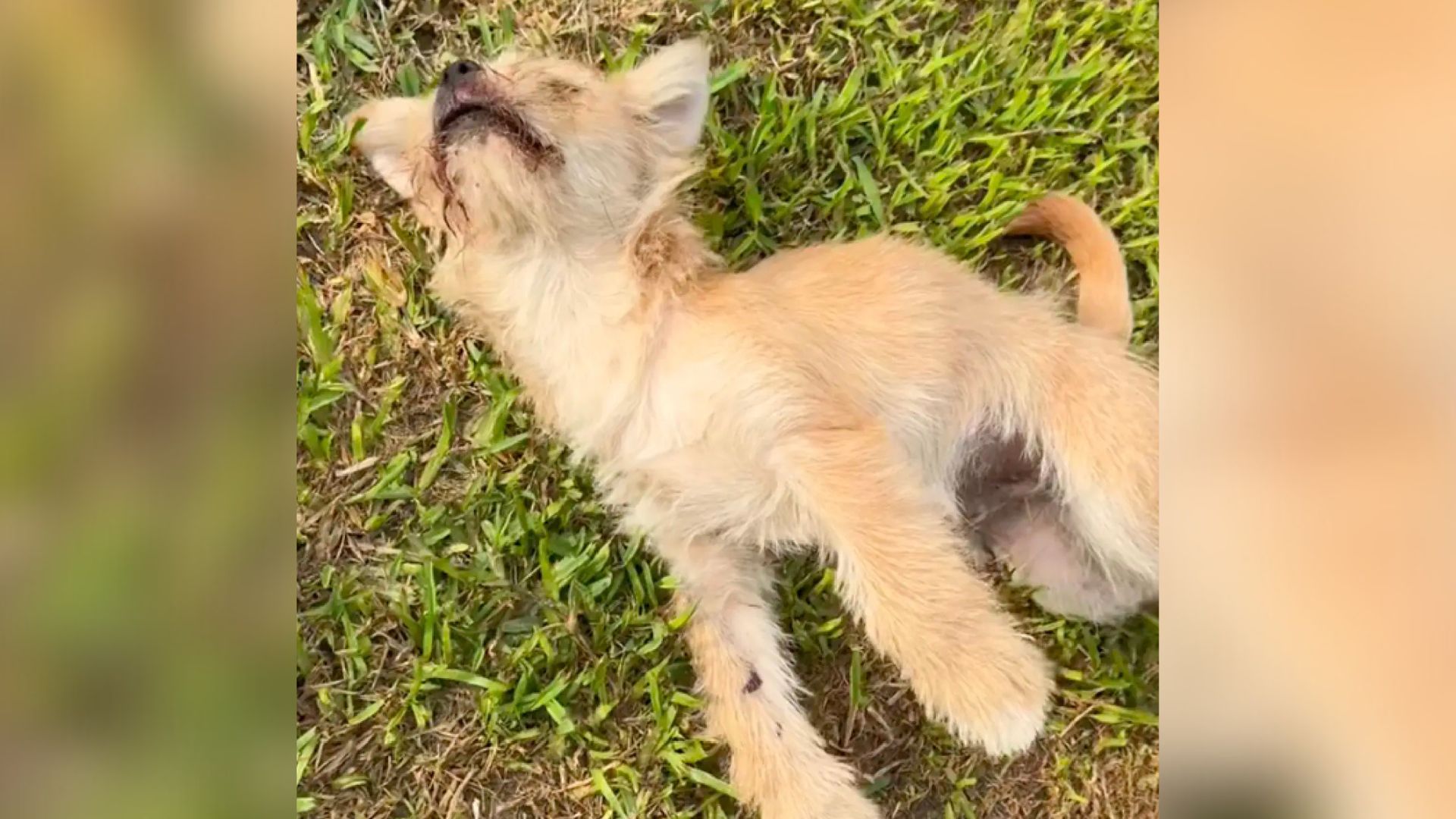 dog lying on grass