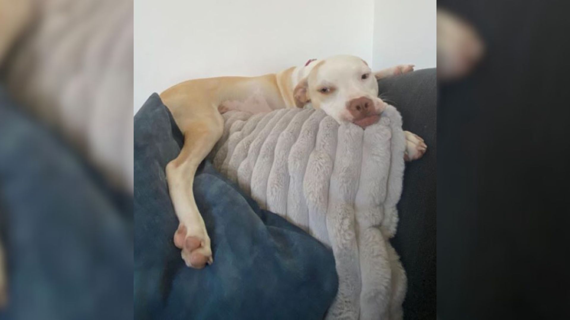 dog on the couch pillows