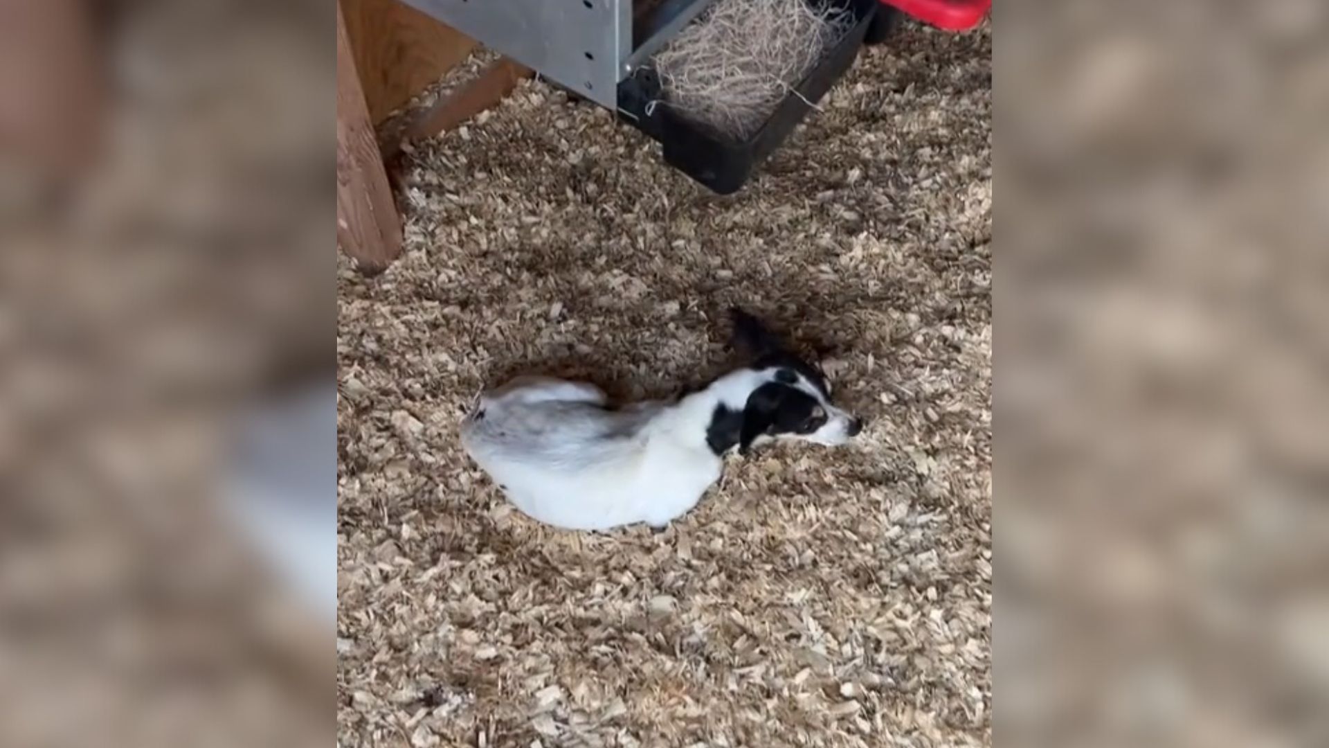 Woman Went To Check On Her Chickens