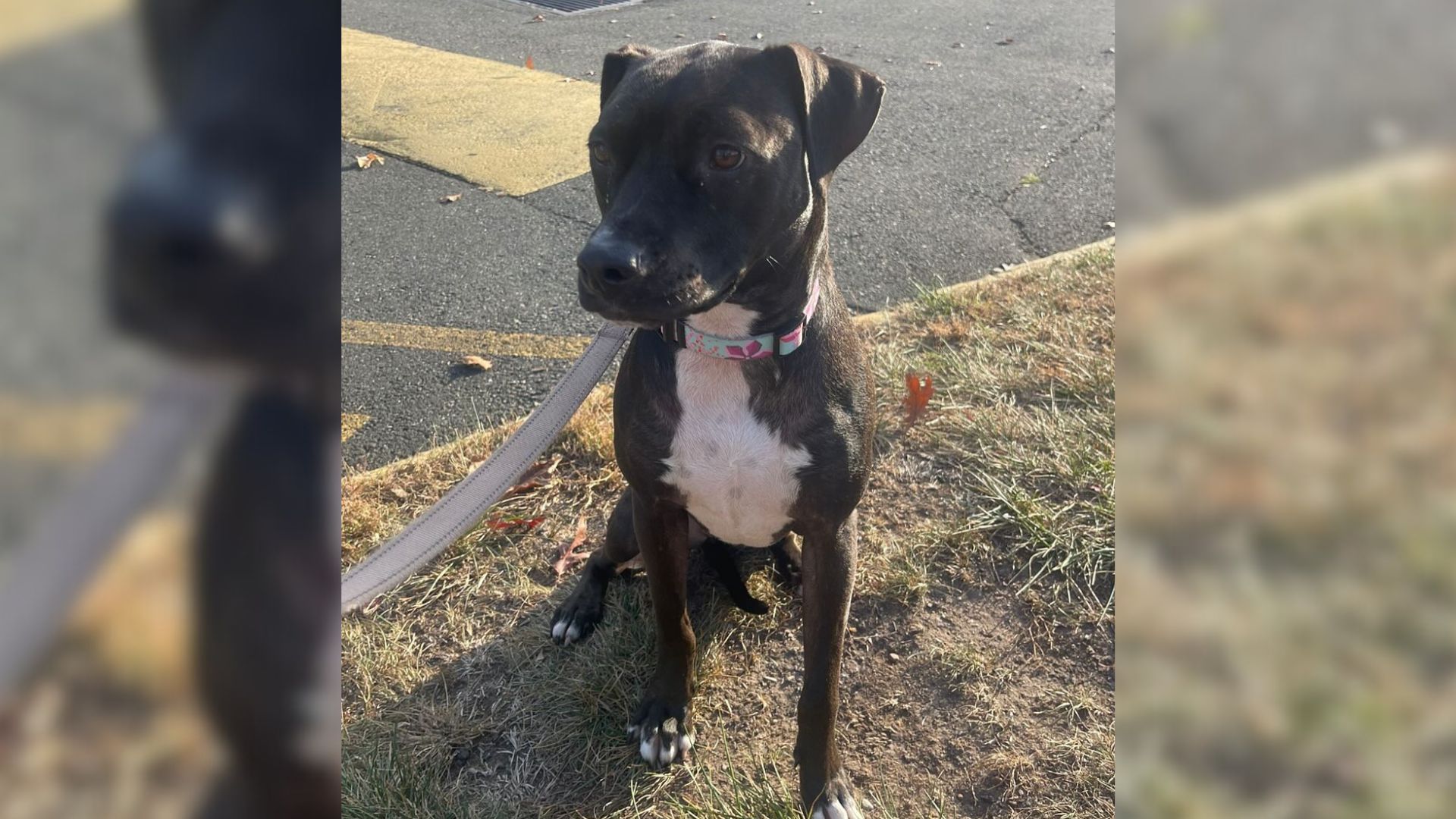 World's Loneliest Pittie Spends Two Years In Eight Different Foster Homes