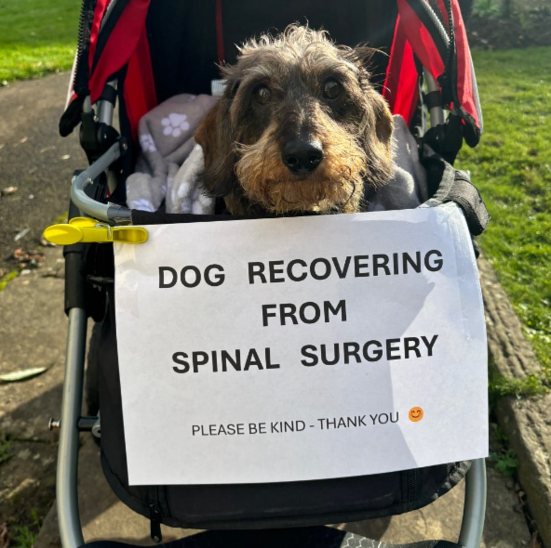 a dog in a stroller poses for the camera