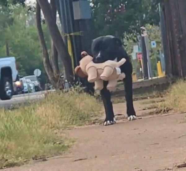 a dog with a stuffed toy walks down the street